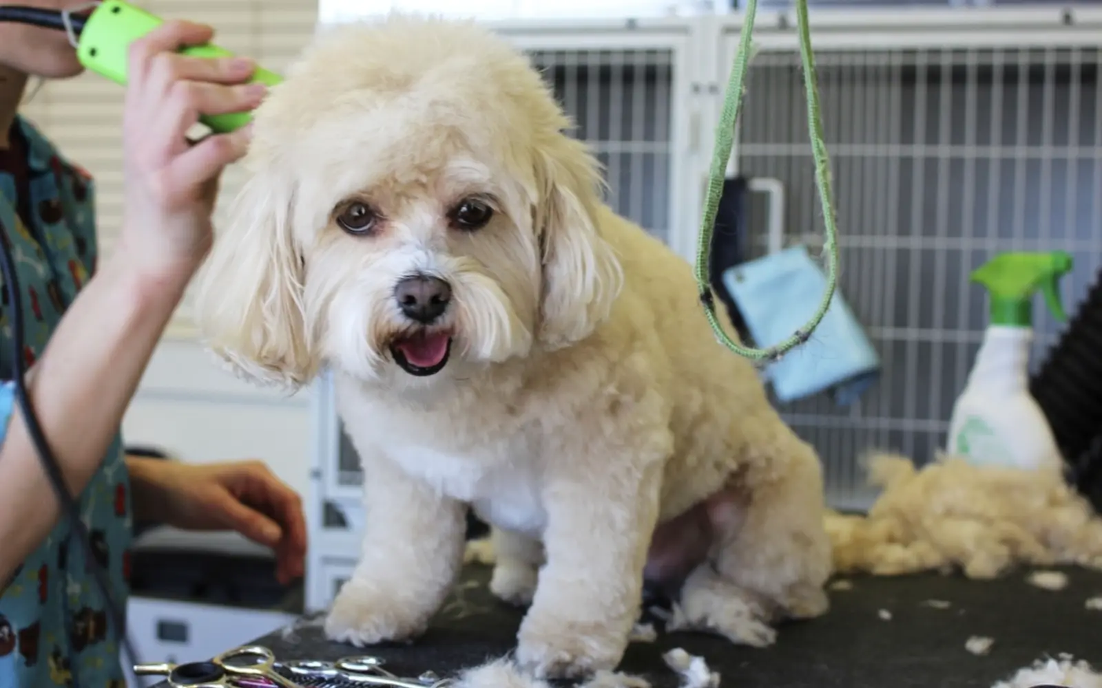 A groomer trimming a small fluffy dog